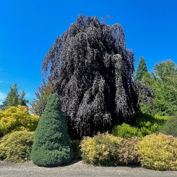 Бук лісовий 'Purpurea Pendula', C25 6--8 200-225 St. 150-175 - 6