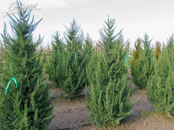 Можжевельник китайский 'Monarch' #3, C14 125-150 - 4