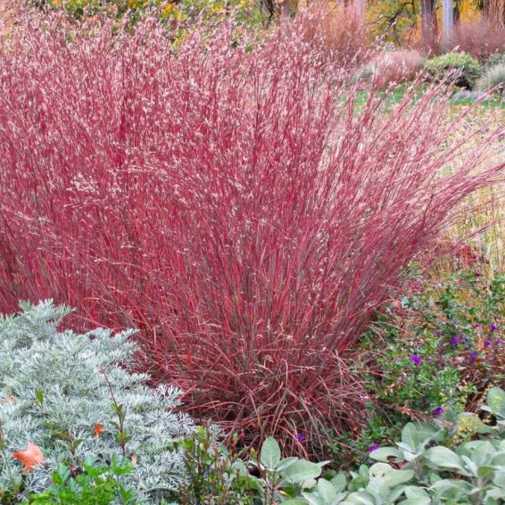 Бородач метельчатый (Схизахириум) 'Prairie Blues' - 5