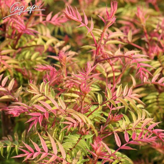 Горобиник горобинолистий 'Sem' ® - 5