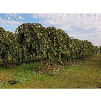 Вяз шершавый 'Pendula'