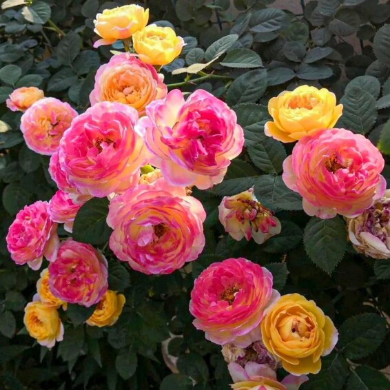 Роза 'Janon' - 6