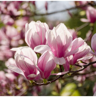 Магнолія гібридна 'Red Lucky'