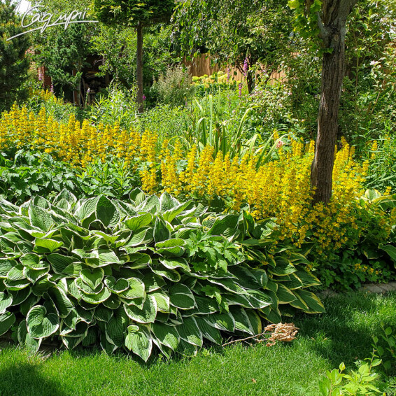 Вербозілля плямисте, C3,С2 - - 6