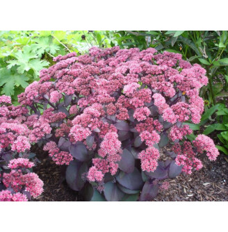 Очиток 'Xenox' ®