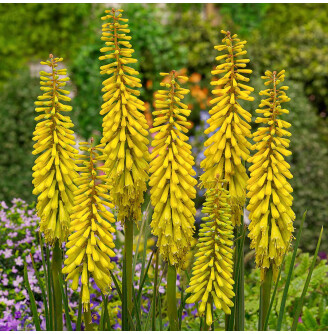 Кніфофія 'Sunningdale Yellow'