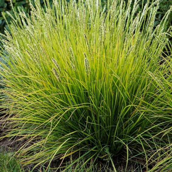 Сеслерия осенняя #1, ГК - - 6 Сеслерия осенняя #1, ГК - - 6