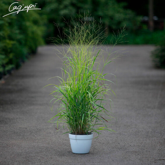 Просо прутьевидное 'Rotstrahlbusch', C3 - - 6 Просо прутьевидное 'Rotstrahlbusch', C3 - - 6