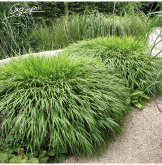 Хаконехлоя велика 'Nicolas'