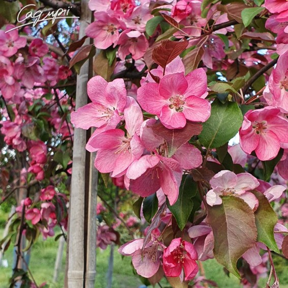 Яблуня 'Red Obelisk'® - 1