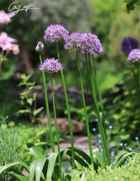 Цибуля духмяна з фіолетовими квітами - 2