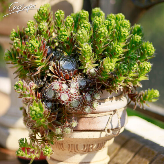 Молодило павутинисте #1, p9 - - 2