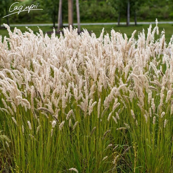 Перлівка висока - 1 Перлівка висока - 1