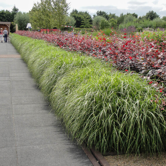 Мискантус китайский 'Strictus' - 2