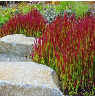 Императа цилиндрическая 'Red Baron'