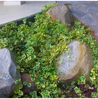 Барвінок великий 'Variegata'