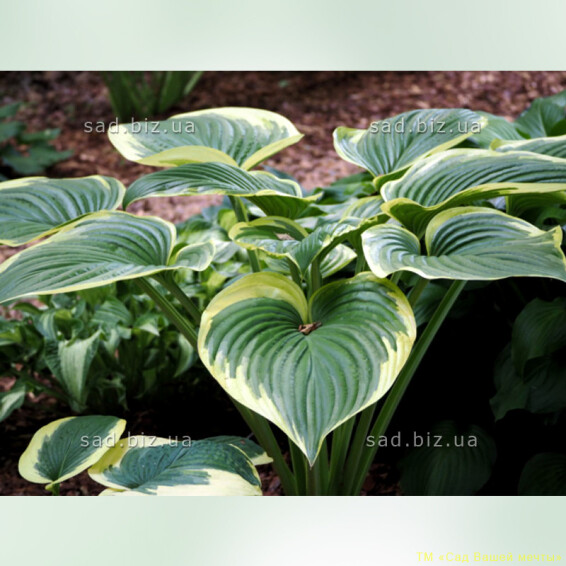 Хоста 'Victory' - 1