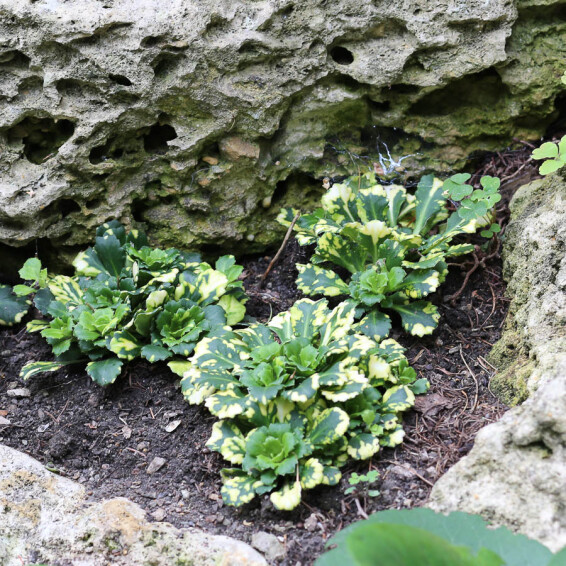 Камнеломка теневая 'Variegata' - 7