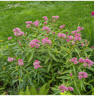 Ваточник м'ясо-червоний 'Cinderella'