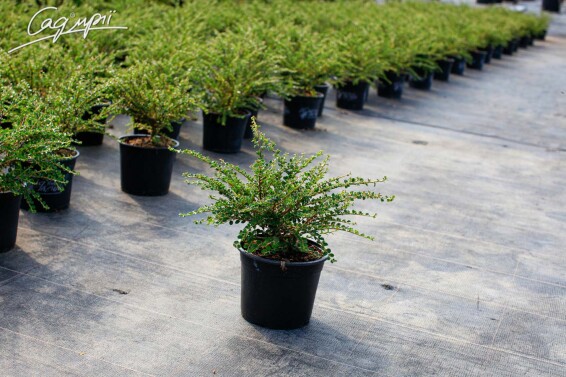 Кизильник горизонтальний - 3