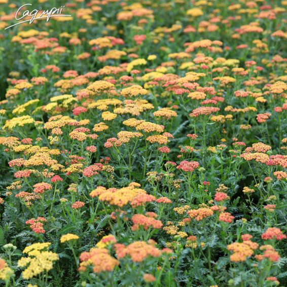 Деревій звичайний 'Walter Funcke' - 6 Деревій звичайний 'Walter Funcke' - 6