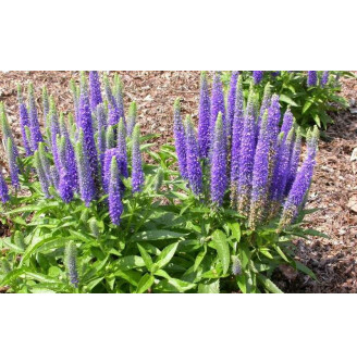 Вероніка довголиста 'First Glory'