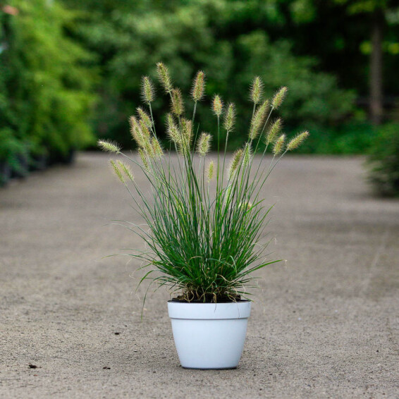 Пенісетум лисохвістний 'Hameln' - 8