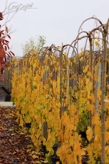 Шовковиця біла 'Pendula' - 1 Шовковиця біла 'Pendula' - 1