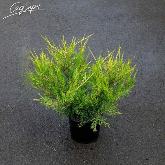 Можжевельник китайский 'Kuriwao Gold' - 1