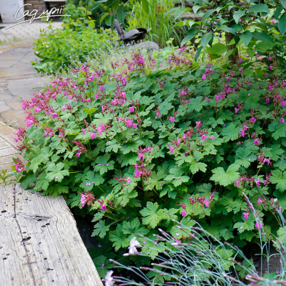 Герань крупнокорневищная - 2 Герань крупнокорневищная - 2