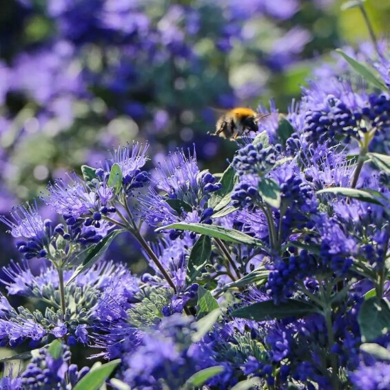 Кариоптерис кландонский 'Kew Blue' - 2