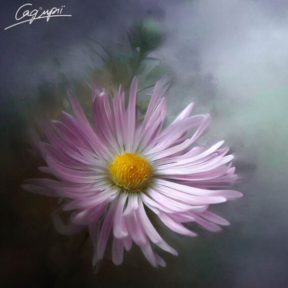 Астра кустарниковая 'Peter Harrison' - 1