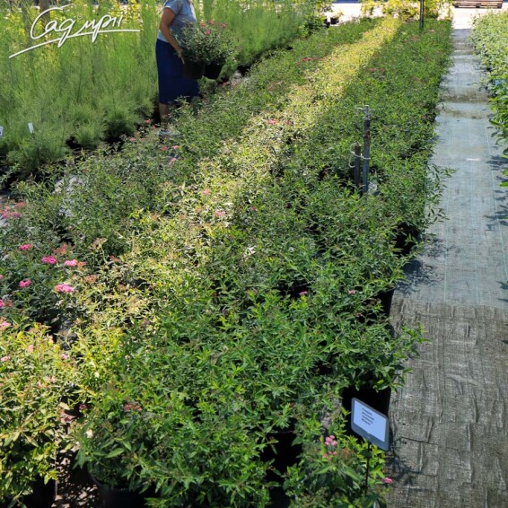 Спирея японская 'Anthony Waterer' #3, C3 20-30 - 5 Спирея японская 'Anthony Waterer' #3, C3 20-30 - 5