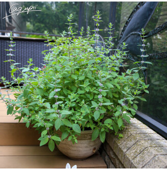 Мята душистая