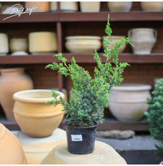 Можжевельник китайский 'Blue Alps'