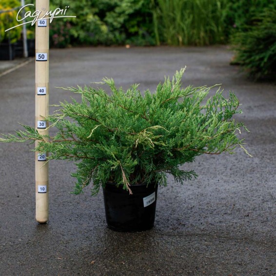 Можжевельник горизонтальный 'Hughes' #2, С14 D 100+ - 4