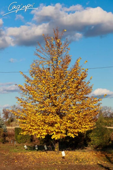 Липа серцелиста - 1