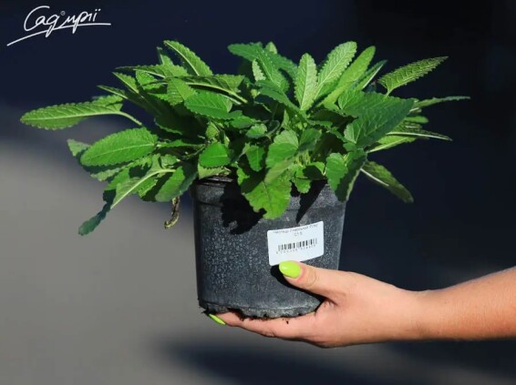 Чистець лікарський 'Pinky' #1, С1.5 - - 2