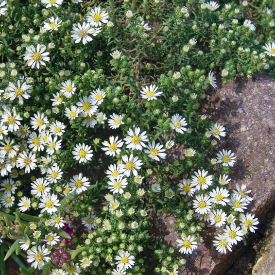 Астра вересковая 'Snow Flurry' - 7