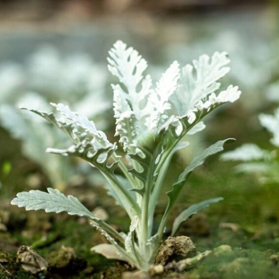 Цинерарія приморська 'Candicans' - 5 Цинерарія приморська 'Candicans' - 5
