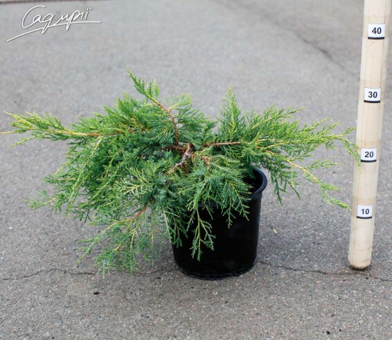 Можжевельник средний 'Pfitzeriana Aurea' #5, C7 - - 5