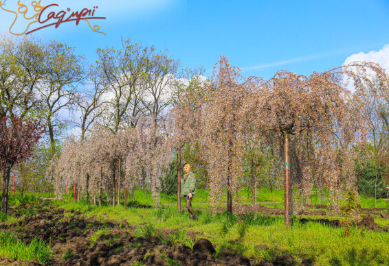 Вишня субхиртела 'Pendula' - 22