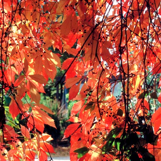 Виноград дівочий п'ятилисточковий - 5