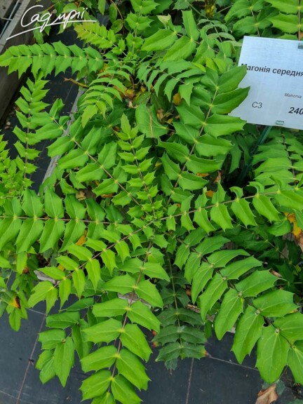 Магония средняя 'Winter Sun' - 4