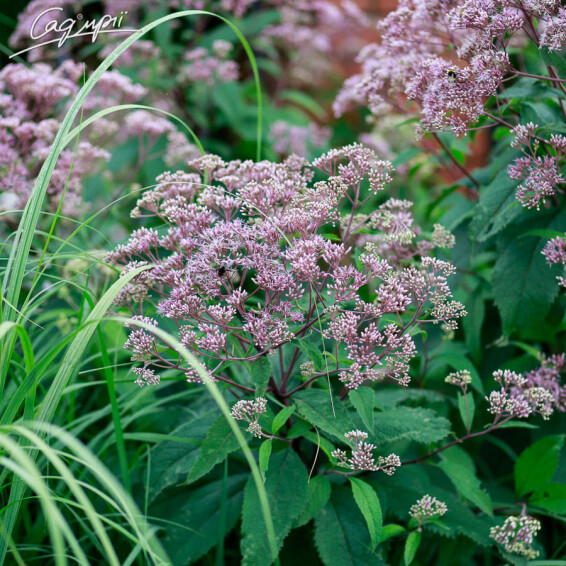 Посконник пятнистый 'Riesenschirm' - 3 Посконник пятнистый 'Riesenschirm' - 3
