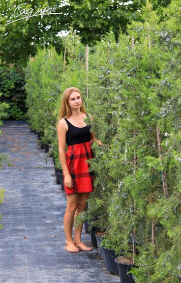 Ялівець китайський 'Keteleerii' - 3