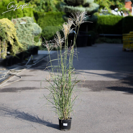 Міскантус китайський 'Kleine Fontane', C3 - - 7