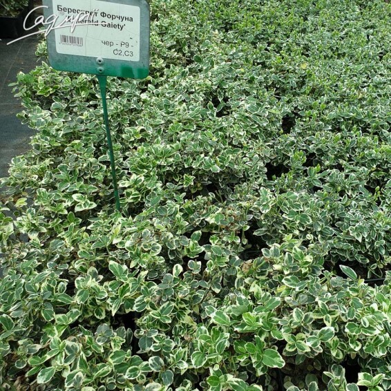 Бересклет Форчуна 'Emerald Gaiety', штамбова форма - 4