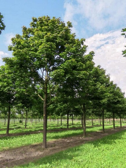 Клен остролистный 'Deborah' - 4