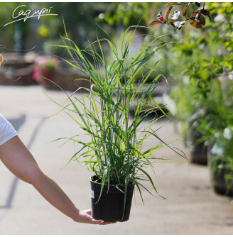 Просо вербовидне 'Prairie Sky'